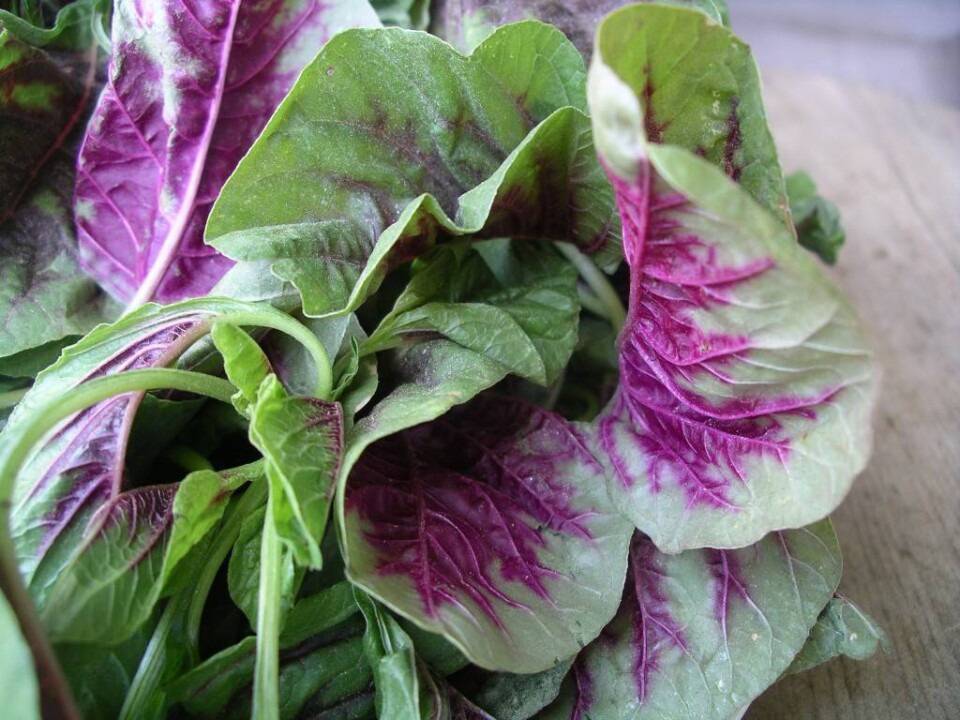 Yin Choy, aka Amaranth Greens — Chef Heidi Fink