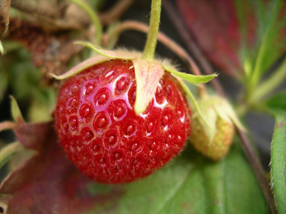 Tips for Strawberry Picking | Chef Heidi Fink